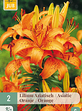 X 2 LILIUM AZIATISCH ORANJE