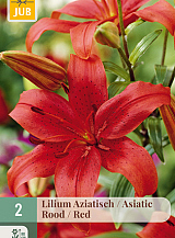 X   2 LILIUM AZIATISCH ROOD