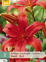 X 2 LILIUM AZIATISCH ROOD