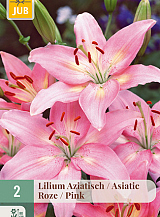 X   2 LILIUM AZIATISCH ROZE