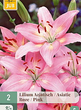 X   2 LILIUM AZIATISCH ROZE