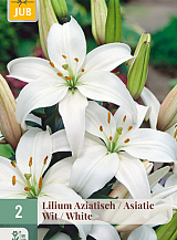 X   2 LILIUM AZIATISCH WIT