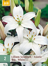 X   2 LILIUM AZIATISCH WIT