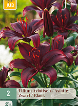 X   2 LILIUM AZIATISCH ZWART