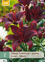 X   2 LILIUM AZIATISCH ZWART
