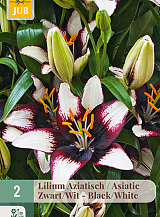 X   2 LILIUM AZIATISCH ZWART - WIT