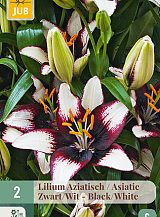 X   2 LILIUM AZIATISCH ZWART - WIT