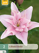 X   2 LILIUM ELODIE