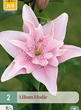 X   2 LILIUM ELODIE