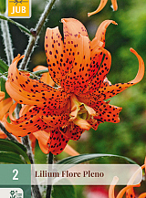 X   2 LILIUM FLORE PLENO