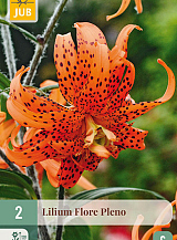 X   2 LILIUM FLORE PLENO