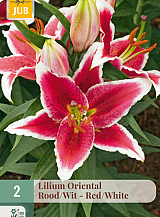 X   2 LILIUM ORIENTAL ROOD - WIT