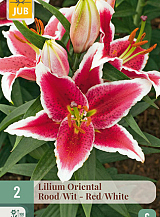 X   2 LILIUM ORIENTAL ROOD - WIT