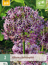 X 3 ALLIUM CHRISTOPHII