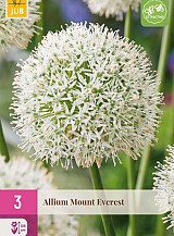X   3 ALLIUM MOUNT EVEREST