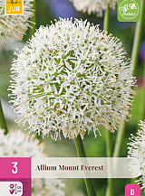 X   3 ALLIUM MOUNT EVEREST
