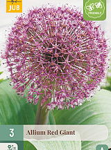 X 3 ALLIUM RED GIANT