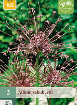 X   3 ALLIUM SCHUBERTII