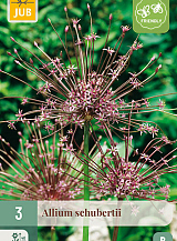 X 3 ALLIUM SCHUBERTII