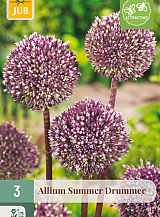 X   3 ALLIUM SUMMER DRUMMER