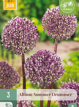 X   3 ALLIUM SUMMER DRUMMER