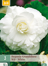 X 3 BEGONIA GRANDIFLORA WIT