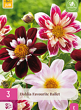 X 3 DAHLIA FAVOURITE BALLET