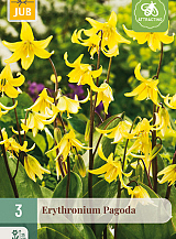 X   3 ERYTHRONIUM PAGODA