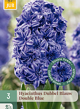 X   3 HYACINTHUS DUBBEL BLAUW