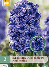 X   3 HYACINTHUS DUBBEL BLAUW