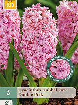 X   3 HYACINTHUS DUBBEL ROZE