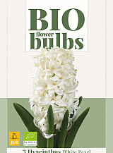 X   3 HYACINTHUS WHITE PEARL - BIO
