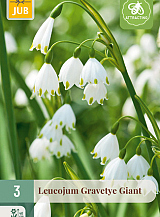 X   3 LEUCOJUM GRAVETYE GIANT
