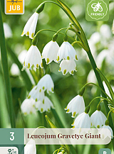 X 3 LEUCOJUM GRAVETYE GIANT
