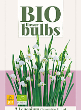 X   3 LEUCOJUM GRAVETYE GIANT - BIO