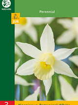 X 3 NARCISSUS BOTANICAL WHITE