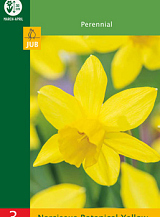 X   3 NARCISSUS BOTANICAL YELLOW