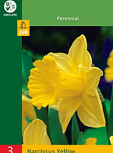 X   3 NARCISSUS TRUMPET YELLOW
