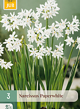 X   3 POTNARCIS PAPERWHITE