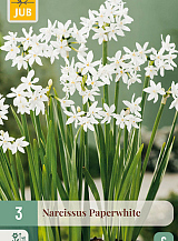 X 3 POTNARCIS PAPERWHITE