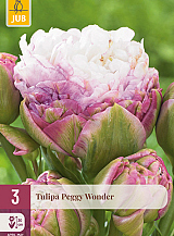 X   3 TULIPA PEGGY WONDER