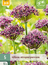 X   5 ALLIUM ATROPURPUREUM