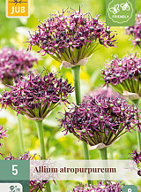 X   5 ALLIUM ATROPURPUREUM