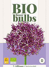 X   5 ALLIUM CHRISTOPHII - BIO