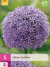 X   5 ALLIUM GLADIATOR