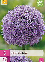 X 5 ALLIUM GLADIATOR