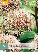 X 5 ALLIUM KARATAVIENSE