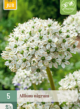 X   5 ALLIUM NIGRUM
