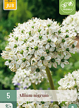 X 5 ALLIUM NIGRUM