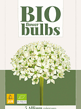 X   5 ALLIUM NIGRUM - BIO